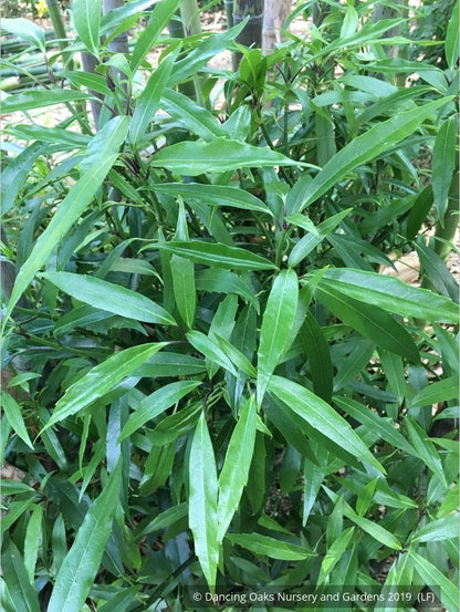 Shrubs ~ Aucuba japonica 'Serratifolia', Sawtoothed Japanese Aralia - Dancing Oaks Nursery and Gardens ~ Dancing Oaks Nursery and Gardens ~ Retail Nursery ~ Mail Order Nursery