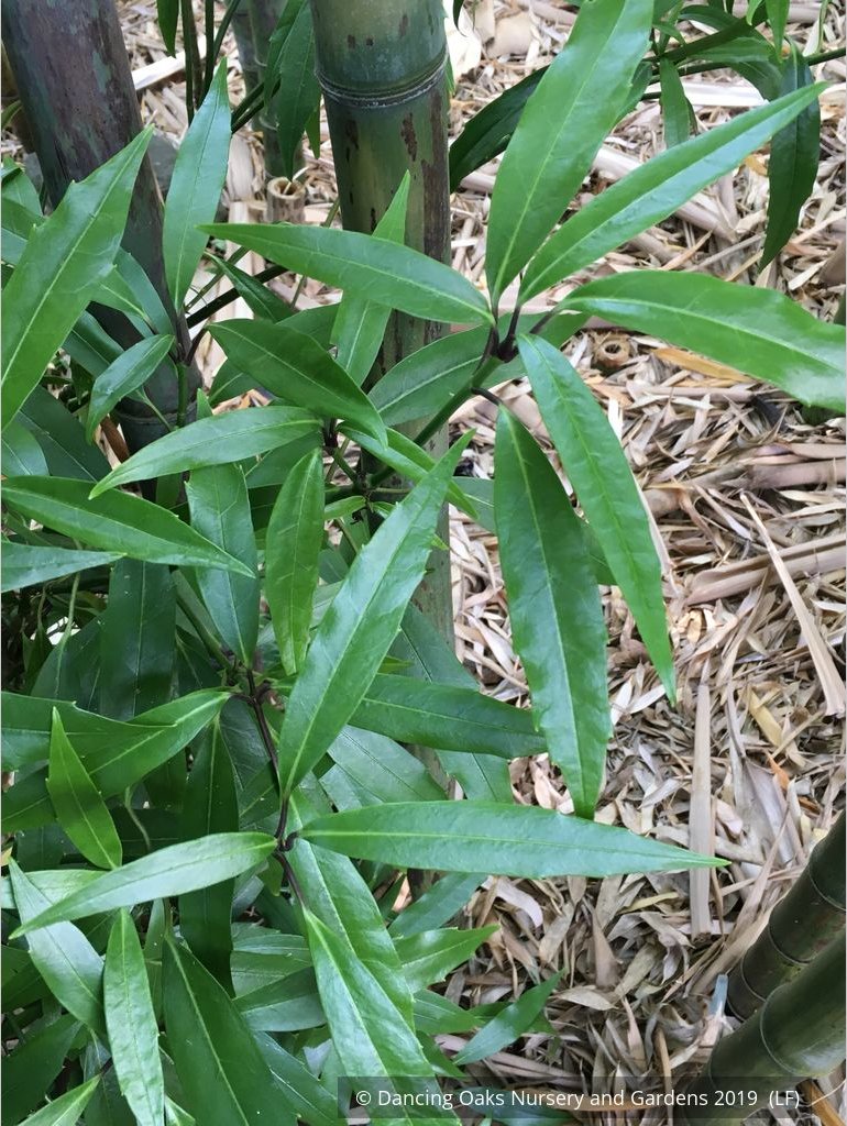 Shrubs ~ Aucuba japonica 'Serratifolia', Sawtoothed Japanese Aralia - Dancing Oaks Nursery and Gardens ~ Dancing Oaks Nursery and Gardens ~ Retail Nursery ~ Mail Order Nursery