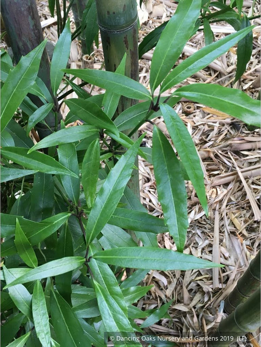 Shrubs ~ Aucuba japonica 'Serratifolia', Sawtoothed Japanese Aralia - Dancing Oaks Nursery and Gardens ~ Dancing Oaks Nursery and Gardens ~ Retail Nursery ~ Mail Order Nursery