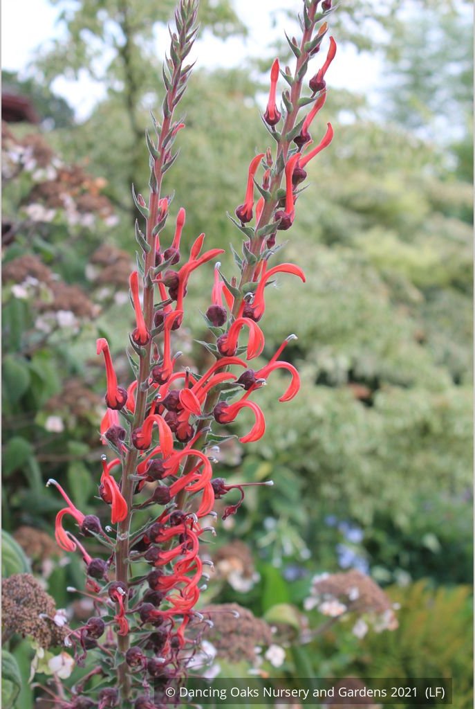 Perennials ~ Lobelia tupa, Chilean Lobelia or Devil's Tobacco ~ Dancing Oaks Nursery and Gardens ~ Retail Nursery ~ Mail Order Nursery