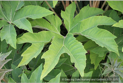 Perennials ~ Tetrapanax papyrifera 'Steroidal Giant', Paper Bush ~ Dancing Oaks Nursery and Gardens ~ Retail Nursery ~ Mail Order Nursery