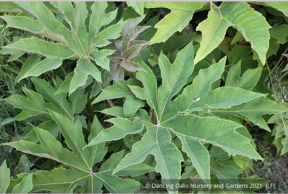 Perennials ~ Tetrapanax papyrifera 'Steroidal Giant', Paper Bush ~ Dancing Oaks Nursery and Gardens ~ Retail Nursery ~ Mail Order Nursery
