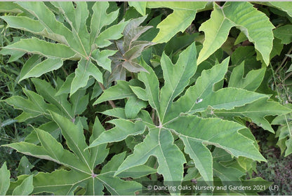 Perennials ~ Tetrapanax papyrifera 'Steroidal Giant', Paper Bush ~ Dancing Oaks Nursery and Gardens ~ Retail Nursery ~ Mail Order Nursery