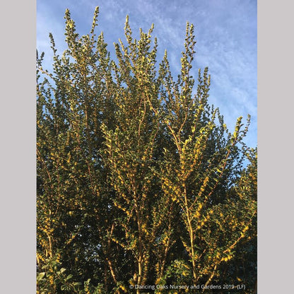 Trees ~ Azara microphylla, Boxleaf Azara/Chin chin/Vanilla Tree ~ Dancing Oaks Nursery and Gardens ~ Retail Nursery ~ Mail Order Nursery
