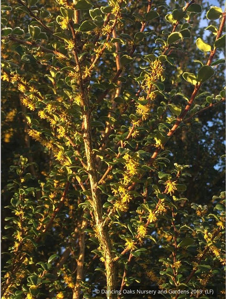 Trees ~ Azara microphylla, Boxleaf Azara/Chin chin/Vanilla Tree ~ Dancing Oaks Nursery and Gardens ~ Retail Nursery ~ Mail Order Nursery