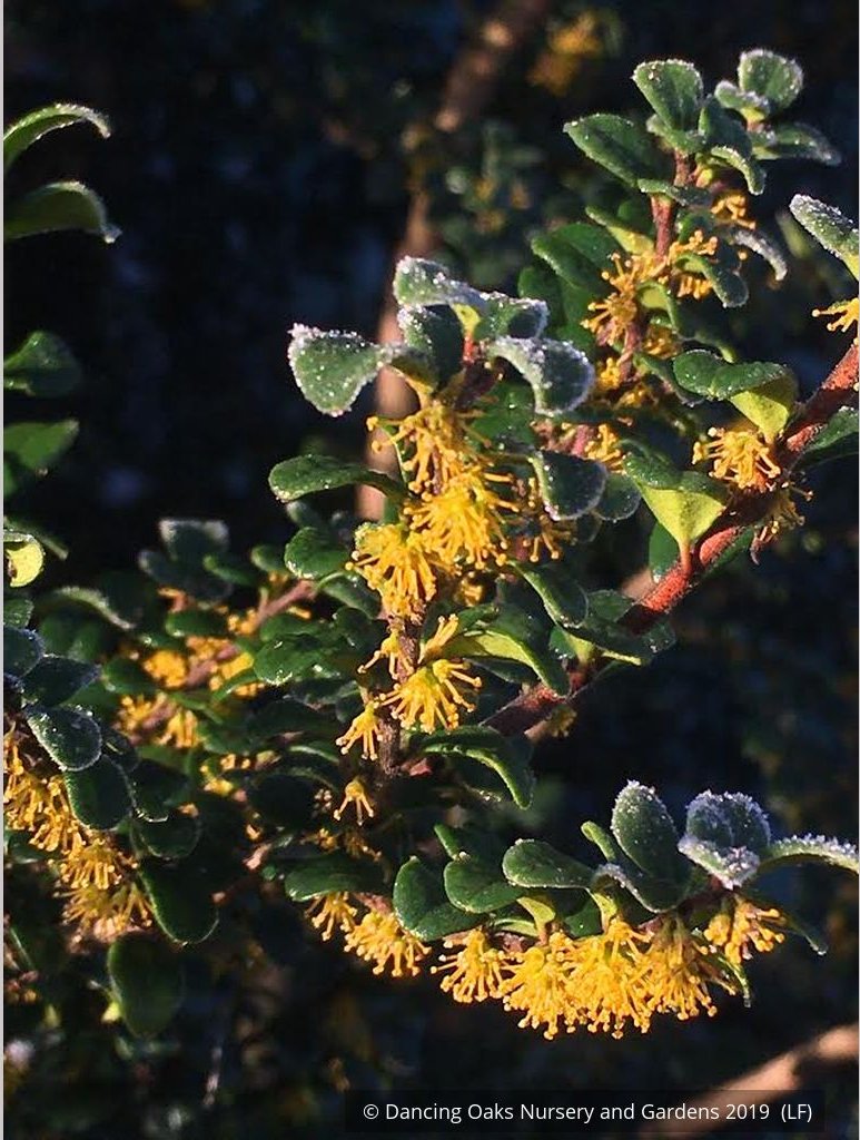 Trees ~ Azara microphylla, Boxleaf Azara/Chin chin/Vanilla Tree ~ Dancing Oaks Nursery and Gardens ~ Retail Nursery ~ Mail Order Nursery