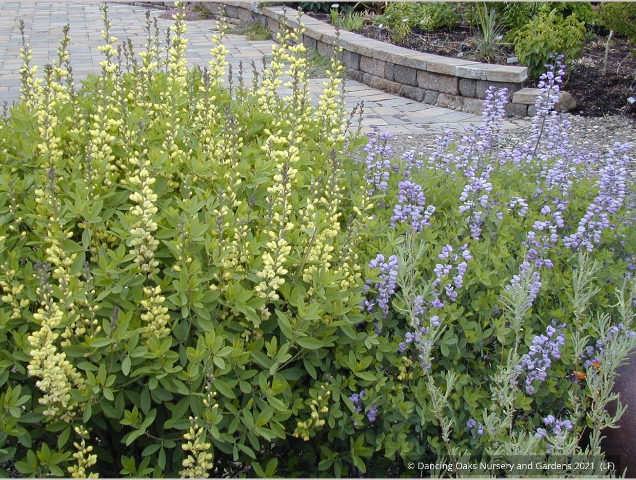 Perennials ~ Baptisia Seedlings, False Indigo ~ Dancing Oaks Nursery and Gardens ~ Retail Nursery ~ Mail Order Nursery