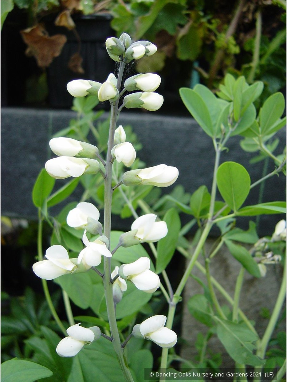 Perennials ~ Baptisia Seedlings, False Indigo ~ Dancing Oaks Nursery and Gardens ~ Retail Nursery ~ Mail Order Nursery