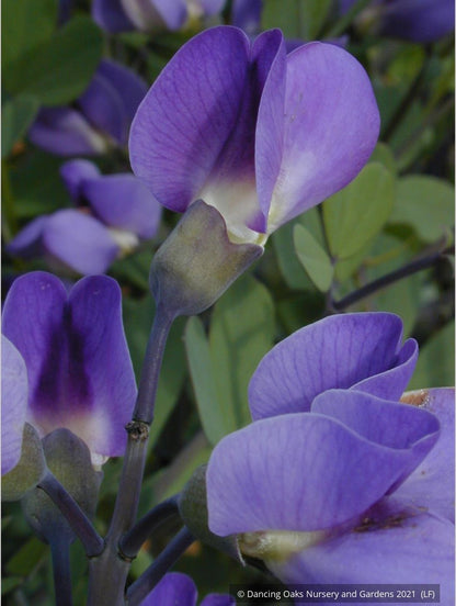 Perennials ~ Baptisia Seedlings, False Indigo ~ Dancing Oaks Nursery and Gardens ~ Retail Nursery ~ Mail Order Nursery