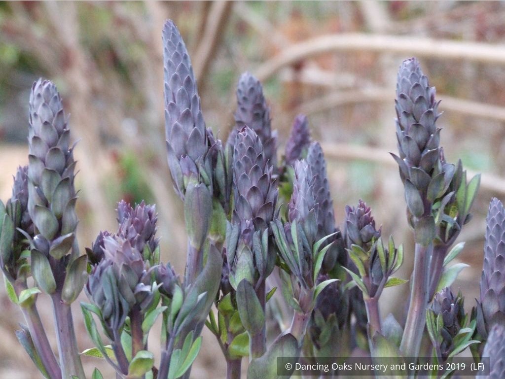 Perennials ~ Baptisia Seedlings, False Indigo ~ Dancing Oaks Nursery and Gardens ~ Retail Nursery ~ Mail Order Nursery