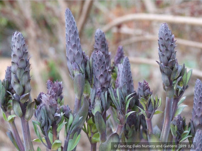 Perennials ~ Baptisia Seedlings, False Indigo ~ Dancing Oaks Nursery and Gardens ~ Retail Nursery ~ Mail Order Nursery