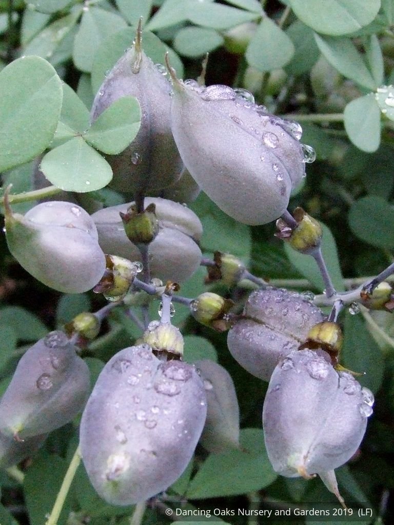 Perennials ~ Baptisia Seedlings, False Indigo ~ Dancing Oaks Nursery and Gardens ~ Retail Nursery ~ Mail Order Nursery