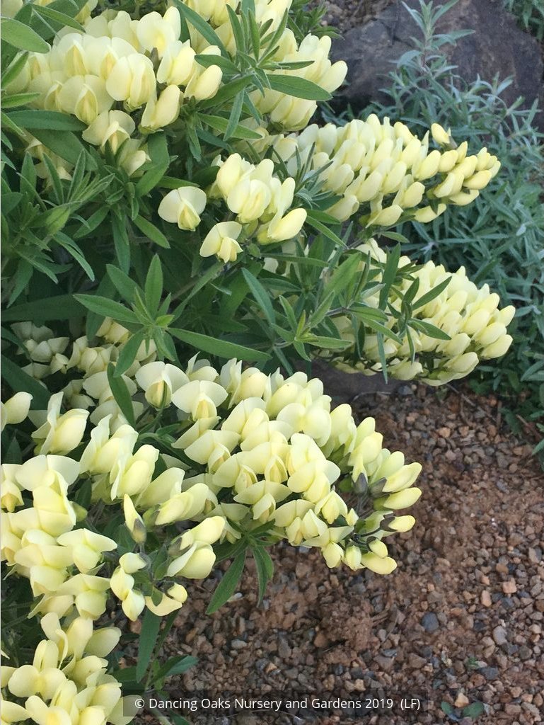 Perennials ~ Baptisia bracteata var. leucophaea, Cream or Longbract Wild Indigo ~ Dancing Oaks Nursery and Gardens ~ Retail Nursery ~ Mail Order Nursery