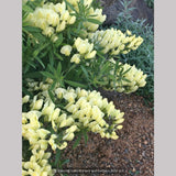 Perennials ~ Baptisia bracteata var. leucophaea, Cream or Longbract Wild Indigo ~ Dancing Oaks Nursery and Gardens ~ Retail Nursery ~ Mail Order Nursery