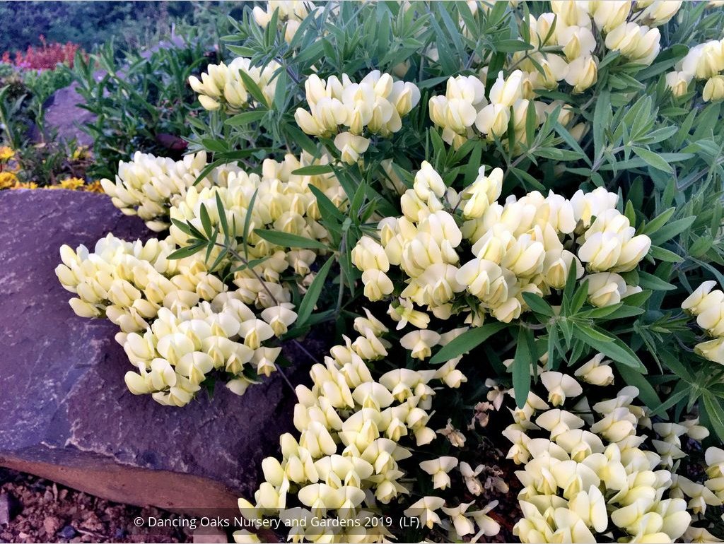 Perennials ~ Baptisia bracteata var. leucophaea, Cream or Longbract Wild Indigo ~ Dancing Oaks Nursery and Gardens ~ Retail Nursery ~ Mail Order Nursery