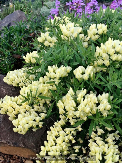 Perennials ~ Baptisia bracteata var. leucophaea, Cream or Longbract Wild Indigo ~ Dancing Oaks Nursery and Gardens ~ Retail Nursery ~ Mail Order Nursery