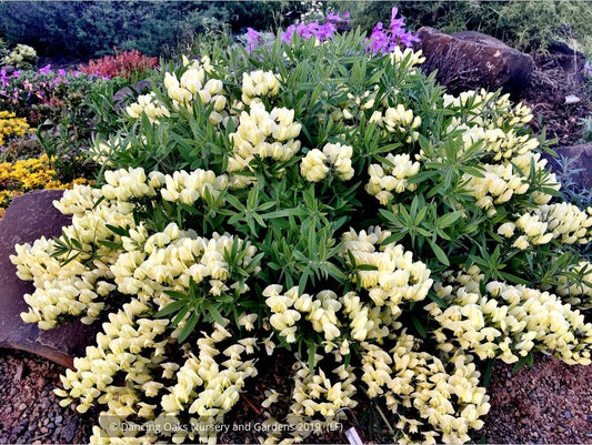 Perennials ~ Baptisia bracteata var. leucophaea, Cream or Longbract Wild Indigo ~ Dancing Oaks Nursery and Gardens ~ Retail Nursery ~ Mail Order Nursery