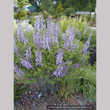 Perennials ~ Baptisia 'Purple Smoke', False Indigo ~ Dancing Oaks Nursery and Gardens ~ Retail Nursery ~ Mail Order Nursery