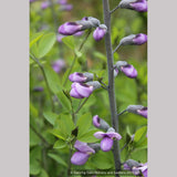 Perennials ~ Baptisia 'Purple Smoke', False Indigo ~ Dancing Oaks Nursery and Gardens ~ Retail Nursery ~ Mail Order Nursery