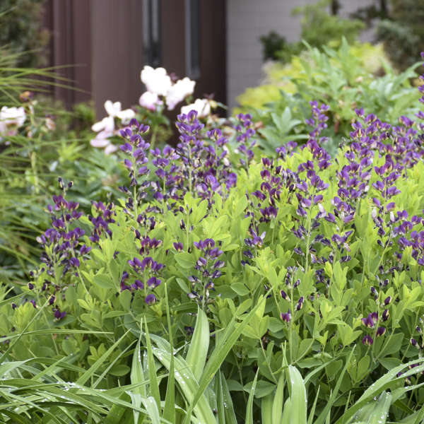 Baptisia 'Grape Taffy', Compact False Indigo Dancing Oaks Nursery and