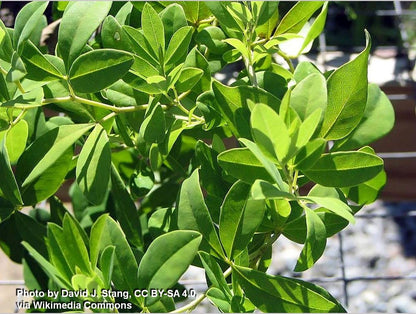 Perennials ~ Baptisia alba, White Wild Indigo ~ Dancing Oaks Nursery and Gardens ~ Retail Nursery ~ Mail Order Nursery