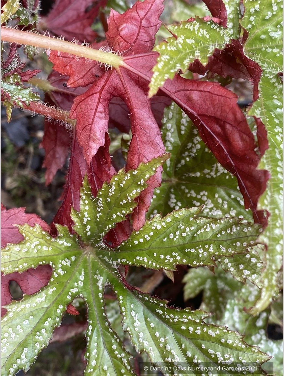 Begonia hemsleyana 'Chandler's Hardy Silver', Chandler's Begonia