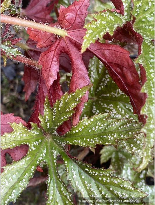 Begonia hemsleyana 'Chandler's Hardy Silver', Chandler's Begonia