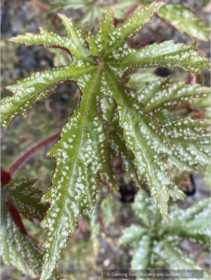 Begonia hemsleyana 'Chandler's Hardy Silver', Chandler's Begonia