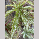 Begonia hemsleyana 'Chandler's Hardy Silver', Chandler's Begonia