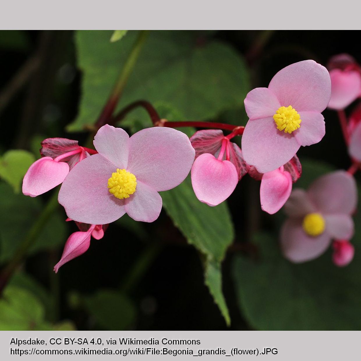 Perennials ~ Begonia grandis, Hardy Begonia ~ Dancing Oaks Nursery and Gardens ~ Retail Nursery ~ Mail Order Nursery