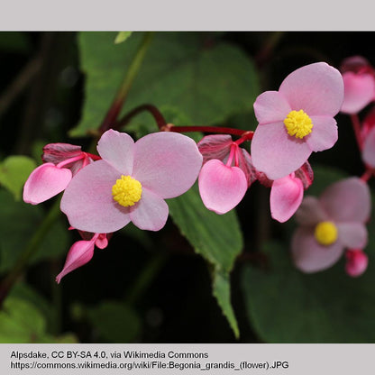 Perennials ~ Begonia grandis, Hardy Begonia ~ Dancing Oaks Nursery and Gardens ~ Retail Nursery ~ Mail Order Nursery