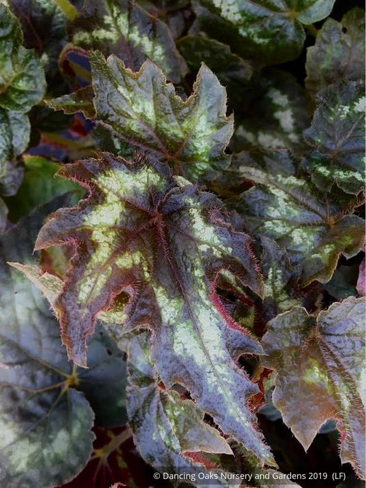 Perennials ~ Begonia aff. palmata DJHM13008, Myanmar Hardy Begonia ~ Dancing Oaks Nursery and Gardens ~ Retail Nursery ~ Mail Order Nursery