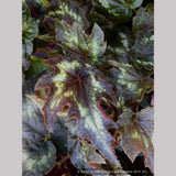 Perennials ~ Begonia aff. palmata DJHM13008, Myanmar Hardy Begonia ~ Dancing Oaks Nursery and Gardens ~ Retail Nursery ~ Mail Order Nursery