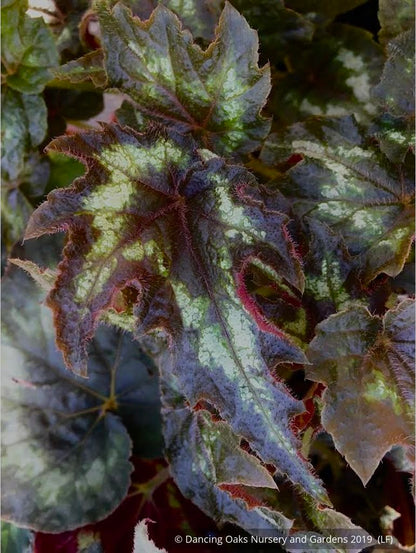 Perennials ~ Begonia aff. palmata DJHM13008, Myanmar Hardy Begonia ~ Dancing Oaks Nursery and Gardens ~ Retail Nursery ~ Mail Order Nursery
