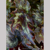 Perennials ~ Begonia aff. palmata DJHM13008, Myanmar Hardy Begonia ~ Dancing Oaks Nursery and Gardens ~ Retail Nursery ~ Mail Order Nursery