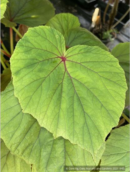 Perennials ~ Begonia grandis, Hardy Begonia ~ Dancing Oaks Nursery and Gardens ~ Retail Nursery ~ Mail Order Nursery