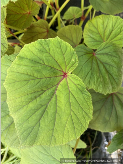 Perennials ~ Begonia grandis, Hardy Begonia ~ Dancing Oaks Nursery and Gardens ~ Retail Nursery ~ Mail Order Nursery