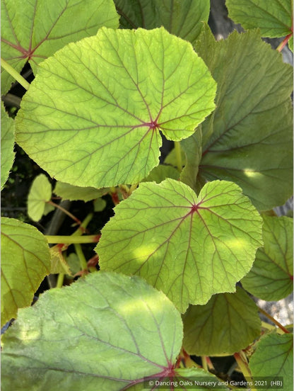 Perennials ~ Begonia grandis, Hardy Begonia ~ Dancing Oaks Nursery and Gardens ~ Retail Nursery ~ Mail Order Nursery