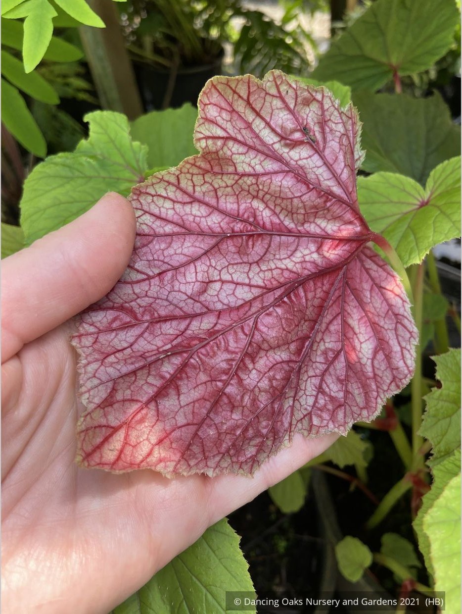 Perennials ~ Begonia grandis, Hardy Begonia ~ Dancing Oaks Nursery and Gardens ~ Retail Nursery ~ Mail Order Nursery