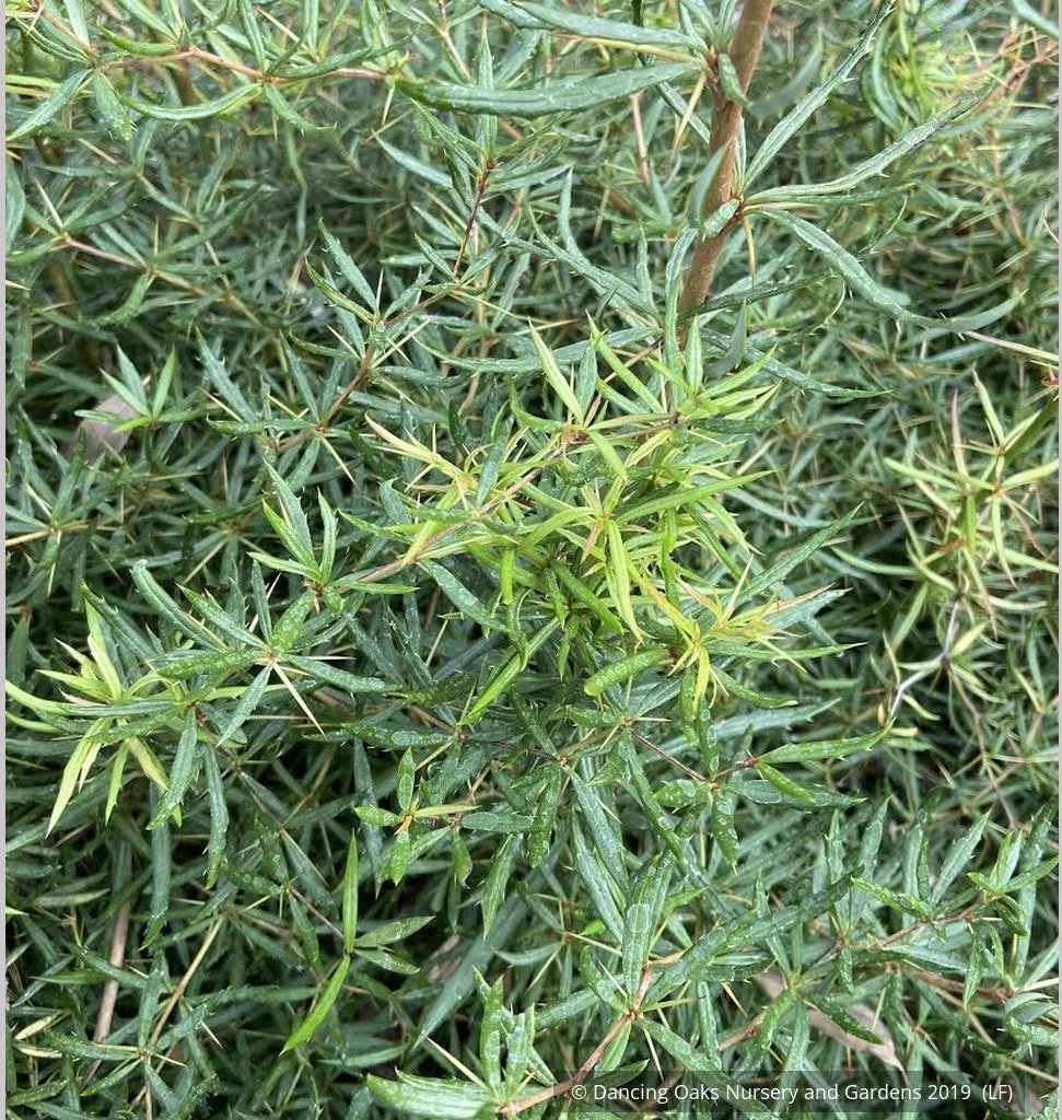 Shrubs ~ Berberis triacanthophora 'Cally Rose', Cally Rose Barberry ~ Dancing Oaks Nursery and Gardens ~ Retail Nursery ~ Mail Order Nursery