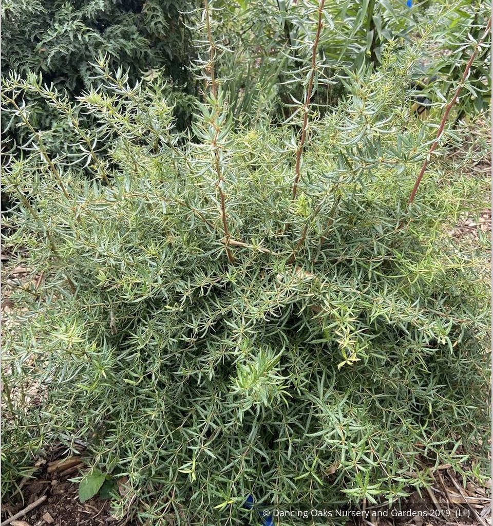 Shrubs ~ Berberis triacanthophora 'Cally Rose', Cally Rose Barberry ~ Dancing Oaks Nursery and Gardens ~ Retail Nursery ~ Mail Order Nursery