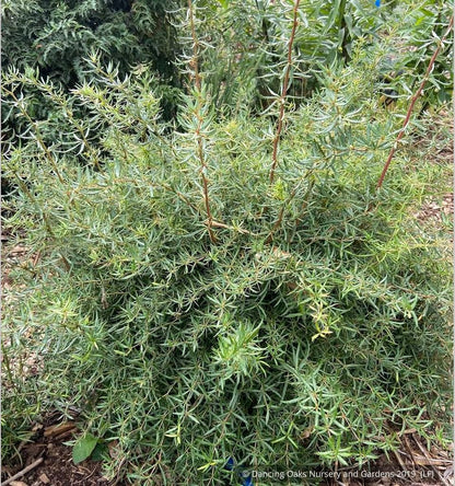 Shrubs ~ Berberis triacanthophora 'Cally Rose', Cally Rose Barberry ~ Dancing Oaks Nursery and Gardens ~ Retail Nursery ~ Mail Order Nursery