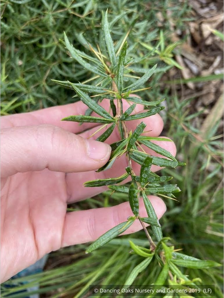 Shrubs ~ Berberis triacanthophora 'Cally Rose', Cally Rose Barberry ~ Dancing Oaks Nursery and Gardens ~ Retail Nursery ~ Mail Order Nursery
