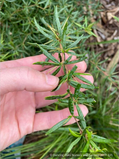 Shrubs ~ Berberis triacanthophora 'Cally Rose', Cally Rose Barberry ~ Dancing Oaks Nursery and Gardens ~ Retail Nursery ~ Mail Order Nursery