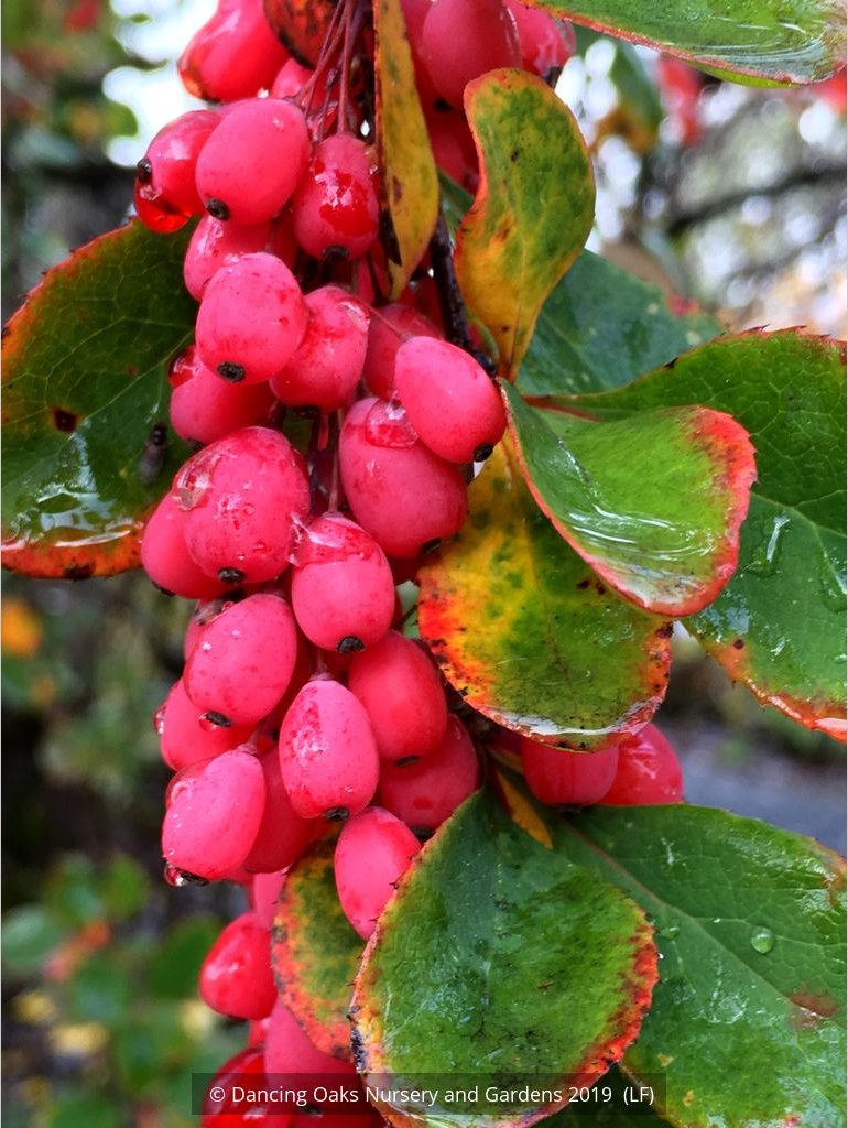 Shrubs ~ Berberis jamesiana, James' Barberry ~ Dancing Oaks Nursery and Gardens ~ Retail Nursery ~ Mail Order Nursery