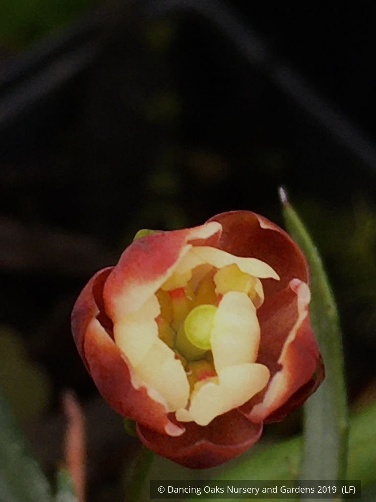 Shrubs ~ Berberis triacanthophora 'Cally Rose', Cally Rose Barberry ~ Dancing Oaks Nursery and Gardens ~ Retail Nursery ~ Mail Order Nursery