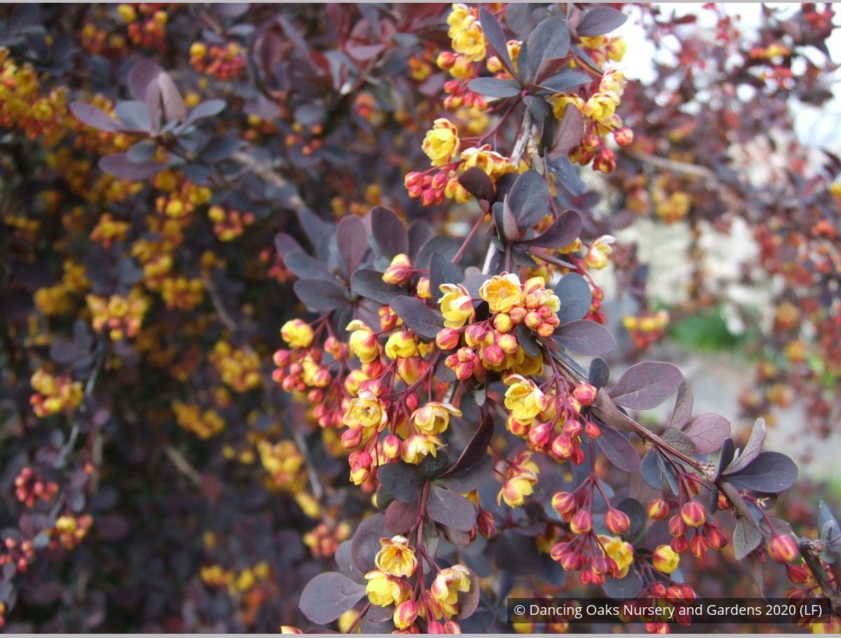 Shrubs ~ Berberis x ottawensis 'Silver Miles', Barberry ~ Dancing Oaks Nursery and Gardens ~ Retail Nursery ~ Mail Order Nursery