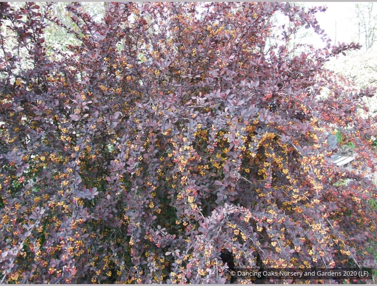 Shrubs ~ Berberis x ottawensis 'Silver Miles', Barberry ~ Dancing Oaks Nursery and Gardens ~ Retail Nursery ~ Mail Order Nursery