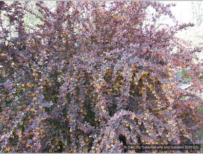 Shrubs ~ Berberis x ottawensis 'Silver Miles', Barberry ~ Dancing Oaks Nursery and Gardens ~ Retail Nursery ~ Mail Order Nursery