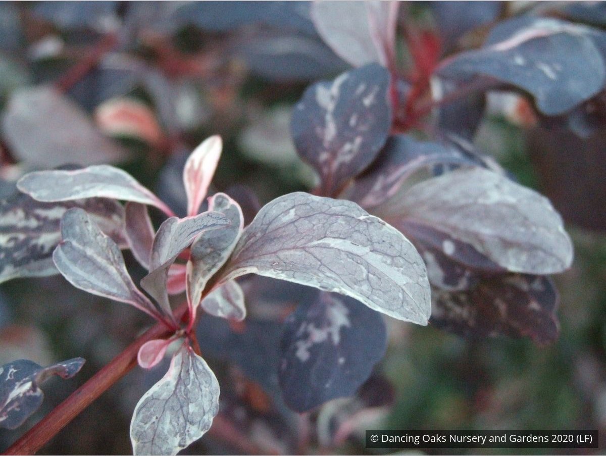Shrubs ~ Berberis x ottawensis 'Silver Miles', Barberry ~ Dancing Oaks Nursery and Gardens ~ Retail Nursery ~ Mail Order Nursery